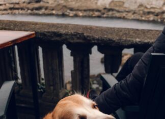 Evcil Hayvanlar İle Taşınmanın Püf Noktaları: Kolay ve Stresiz Taşınma Rehberi