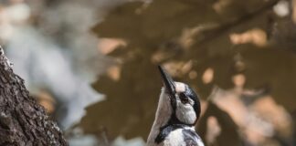 Hayvan Dostlarımızı Taşırken Nelere Dikkat Etmeliyiz? İpuçlarıyla!