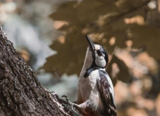 Hayvan Dostlarımızı Taşırken Nelere Dikkat Etmeliyiz? İpuçlarıyla!