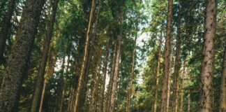 Sosyal Medyada Nakliyat Firma Seçimi: En İyi Tüyolar ve İpuçları