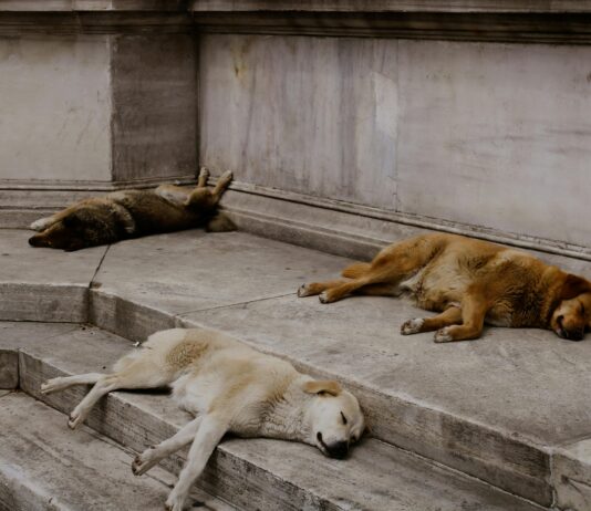 Kendi Nakliyat Firmanı Kurmak İçin Etkili Adımlar ve İpuçları