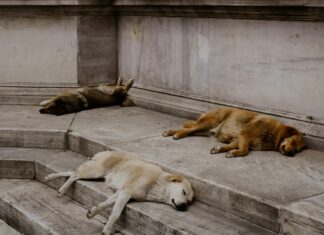 Şişli’de Eşya Depolama Hizmeti Veren Nakliyat Firması Neden Tercih Edilmeli?