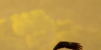 Rakip Bloglardan İlham Alma Yolları: Başarı İçin Etkili Stratejiler