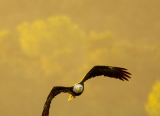 Rakip Bloglardan İlham Alma Yolları: Başarı İçin Etkili Stratejiler