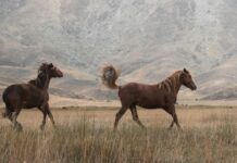 Kiracılar İçin Hızlı Taşınma Tavsiyeleri: Kolay ve Pratik Rehber