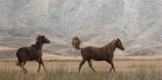 Kiracılar İçin Hızlı Taşınma Tavsiyeleri: Kolay ve Pratik Rehber