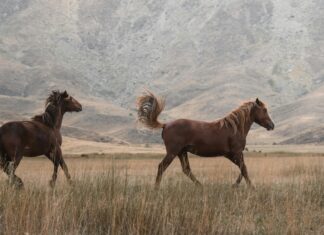 Kiracılar İçin Hızlı Taşınma Tavsiyeleri: Kolay ve Pratik Rehber