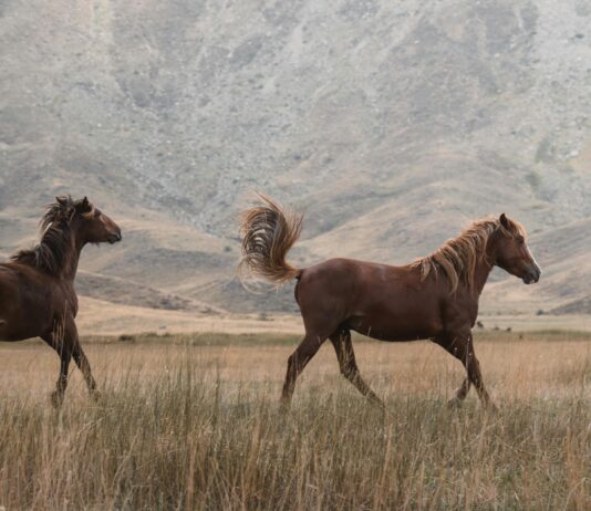 Kiracılar İçin Hızlı Taşınma Tavsiyeleri: Kolay ve Pratik Rehber